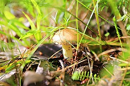 蘑菇,greasers,森林