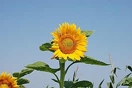 向日葵,夏天,鮮花