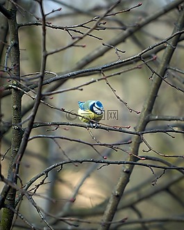 藍雀,鳥,動物世界