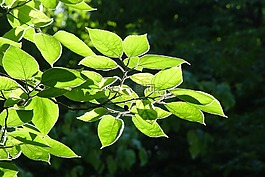 葉子,背光,樹