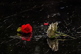 玫瑰,白,花卉