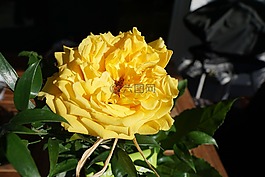 玫瑰,黃色,花