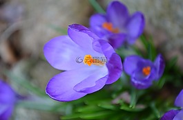 藏紅花,紫,開花