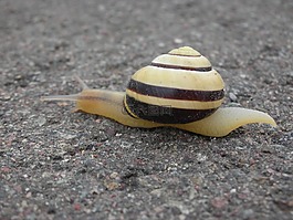蝸牛,殼,爬行動物