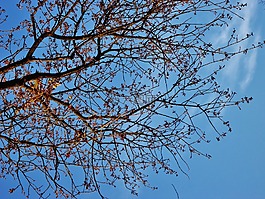 分支機(jī)構(gòu),樹,天空
