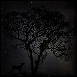 夜,黑,景觀