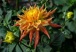 花,性質(zhì),廠