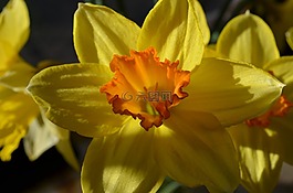 黃水仙,鮮花,黃色