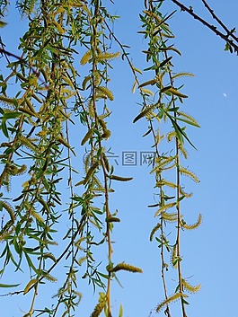 分支機(jī)構(gòu),芽,樹