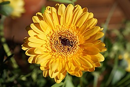 gerbie,花,黄色