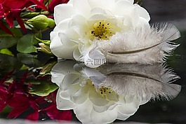 玫瑰,羽,花卉