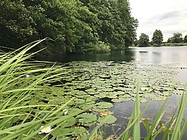 湖泊与水百合,湖滨区,池塘