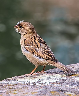 鳥,麻雀,斯珀林