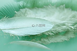 羽毛,反射,顏色