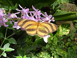 蝴蝶,昆蟲