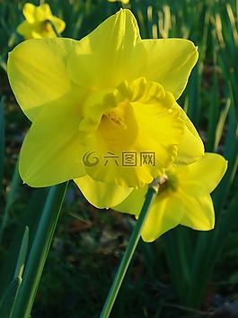 喇叭花,水仙,黄色