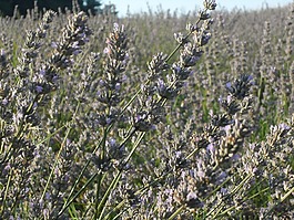 薰衣草,太陽(yáng),夏天