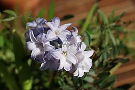 hyazinth,花,藍色