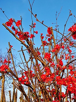 花,鮮花,紅色