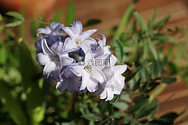 hyazinth,花,藍色