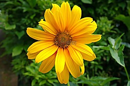 花,黃色花,盛開