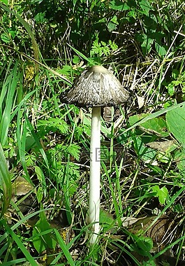 秋季,蘑菇,木耳