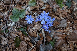 赫帕卡,森林,野花