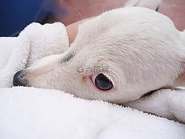 小狗,寵物,看看