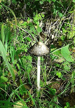 秋季,蘑菇,性質(zhì)