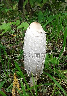 蘑菇,秋季,木耳
