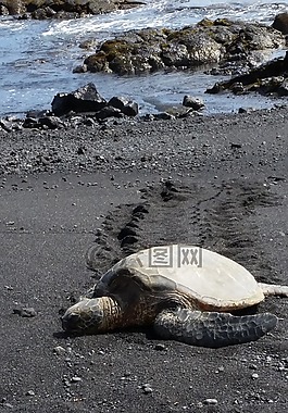 夏威夷,海龜,黑砂