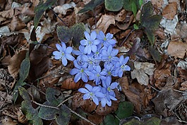 赫帕卡,森林,野花