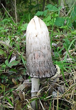 蘑菇,秋季,性質(zhì)