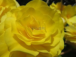 黃色,盛開,開花