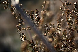 草,宏,性質(zhì)