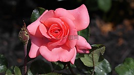 玫瑰的花蕾,野生,芽