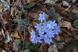 赫帕卡,森林,野花