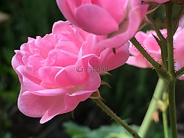 玫瑰,荊棘,鮮花