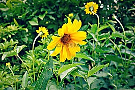 花,黃色,開(kāi)花