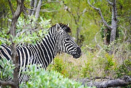 斑馬,非洲,野生動物