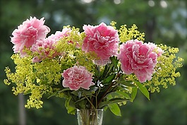 花束,牡丹,粉色
