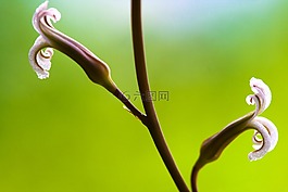 仙人掌花,仙人掌,鮮花