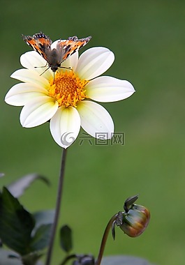 蝴蝶,花卉,夏天