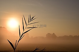 日出,紅色,morgenrot