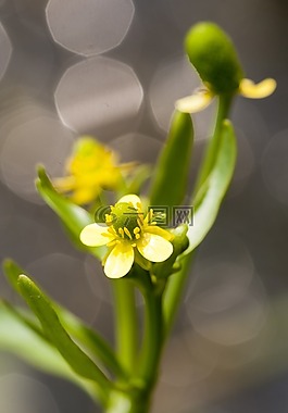 鮮花,植物,大自然