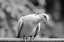 鴿子,捉住了,鳥(niǎo)