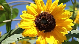 太陽花,花,黃色