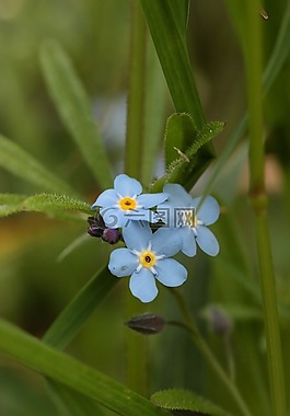 不要忘了我,鮮花,藍(lán)色