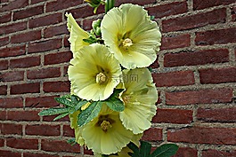 蜀葵,花,植物