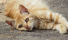猫,年轻,小猫